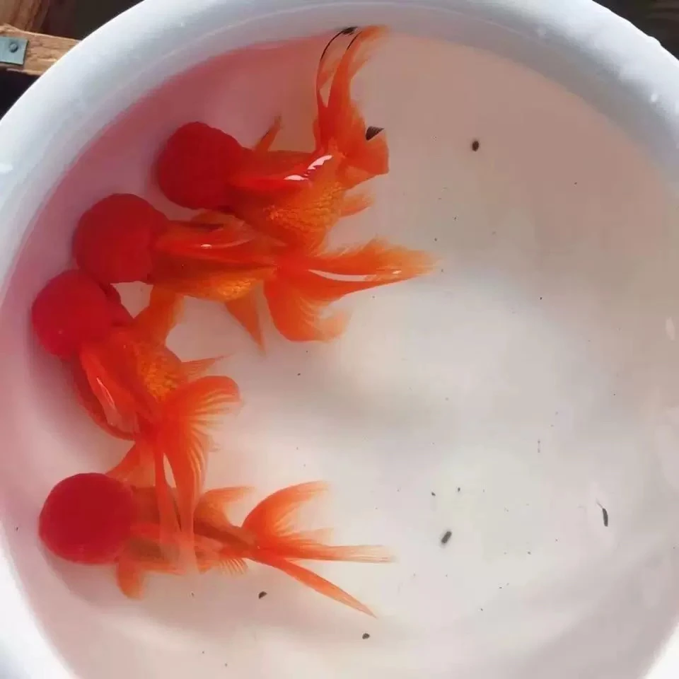 4红狮9-11cm鸿运当头招财小金鱼小型淡水活体观赏鱼好养锦鲤观赏