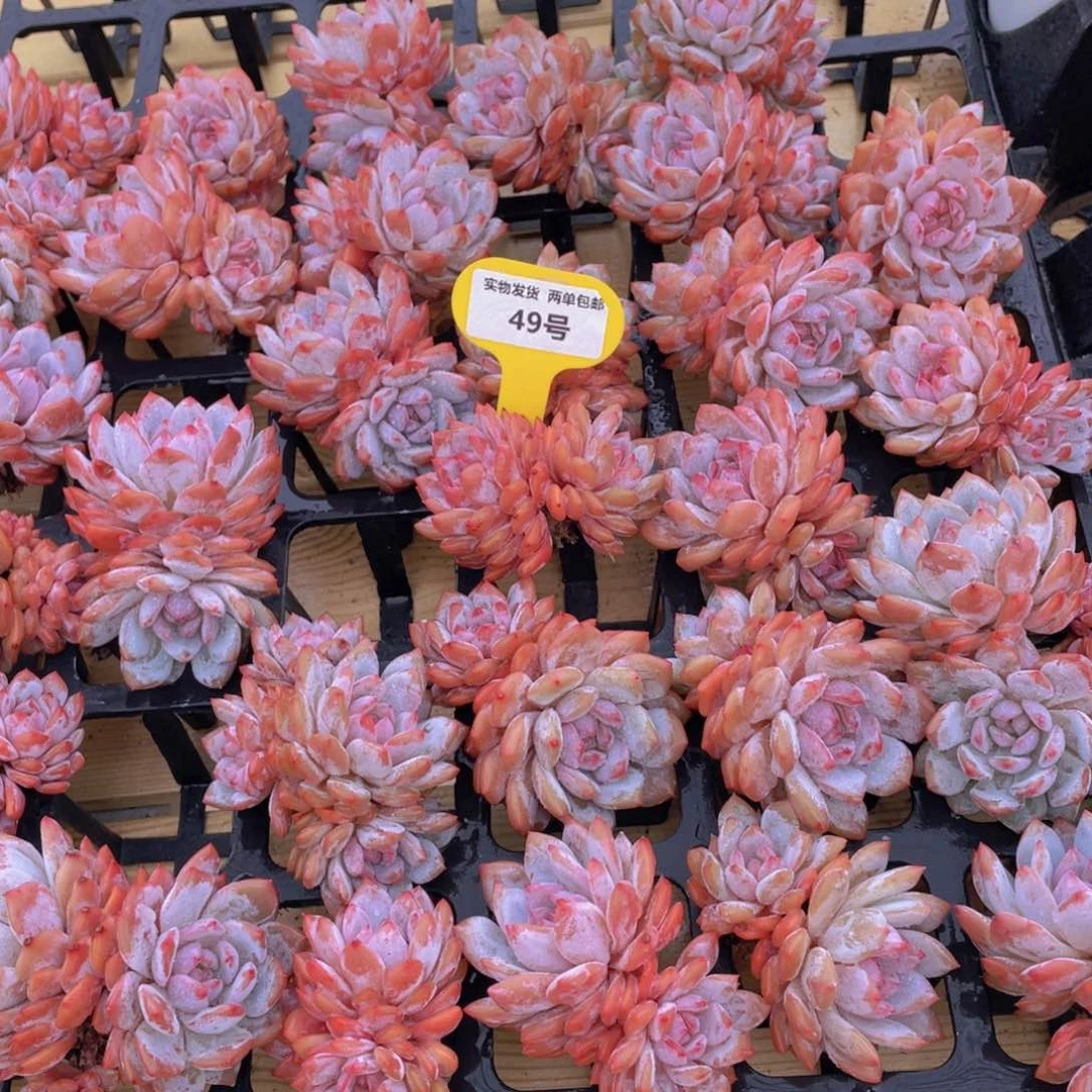 49号 开播福利全状态星星橙双头起两个