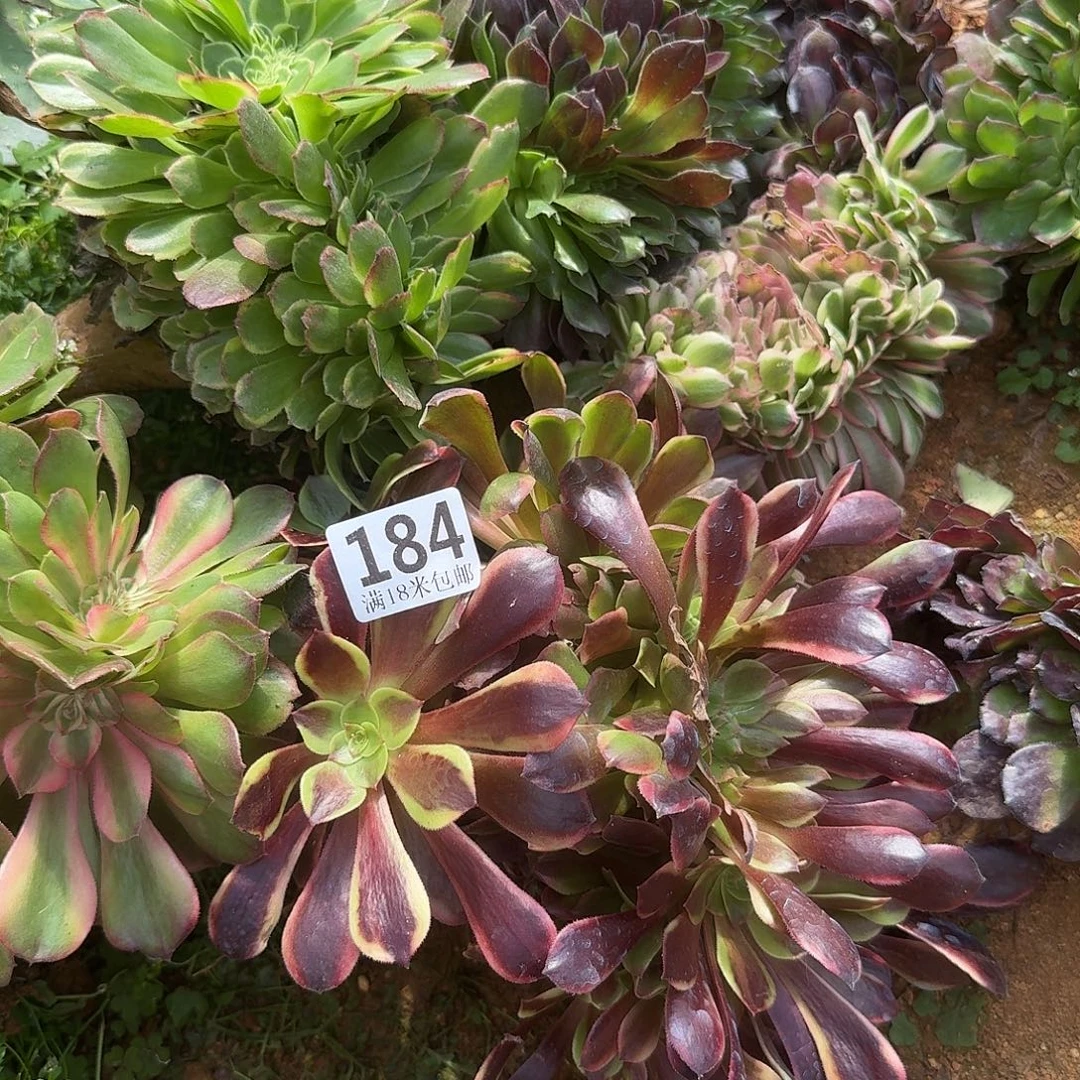 184缀化8个福利发货