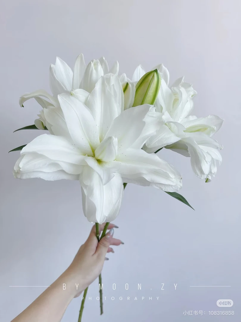 【花甜悦夏优选】雪莲重瓣百合（百分之十不售后1个订单起包邮