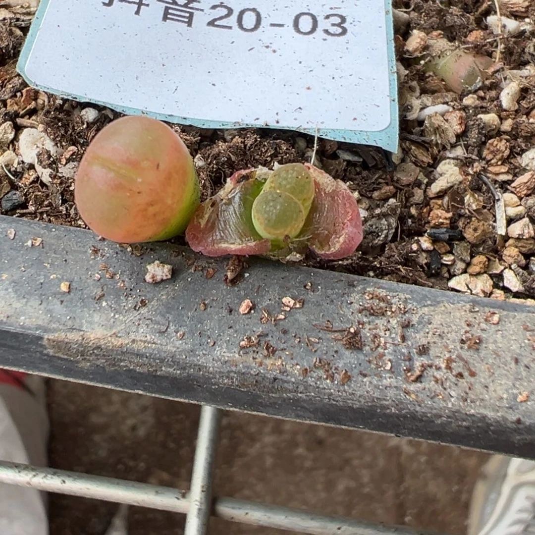 20-03量拍日系红网格风铃一颗