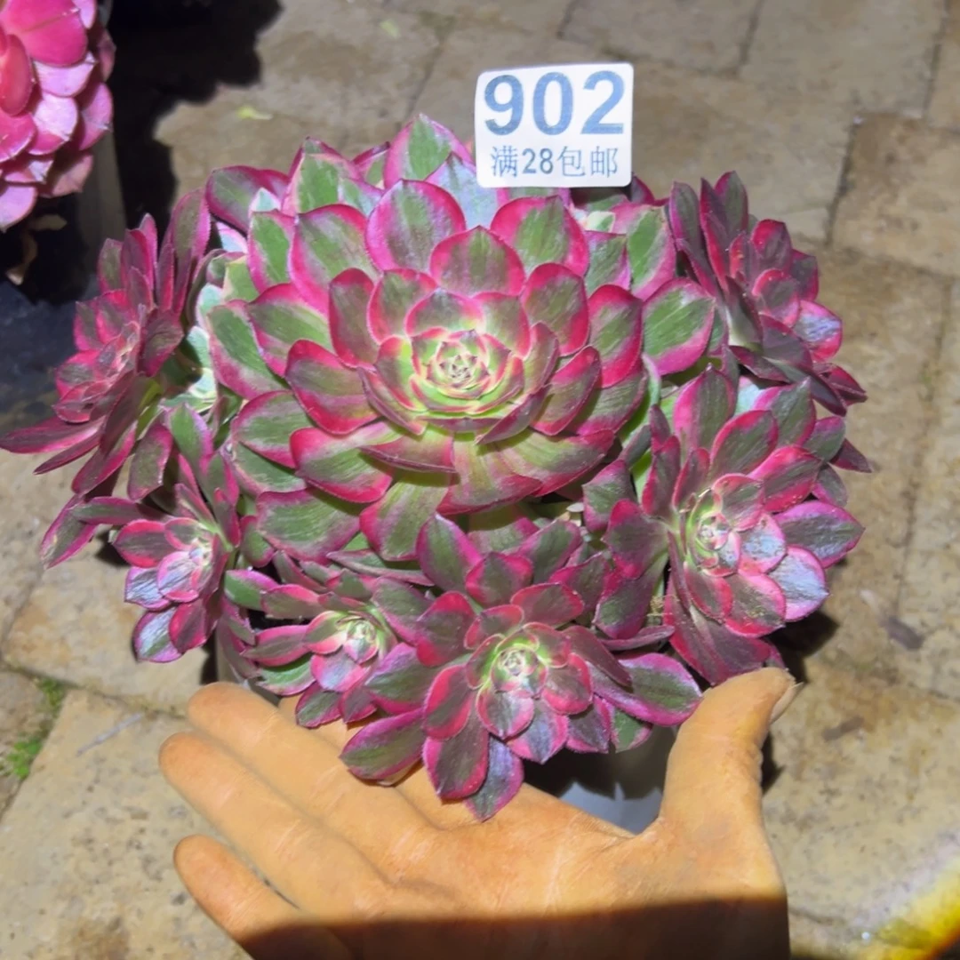 多肉植物902赤子心