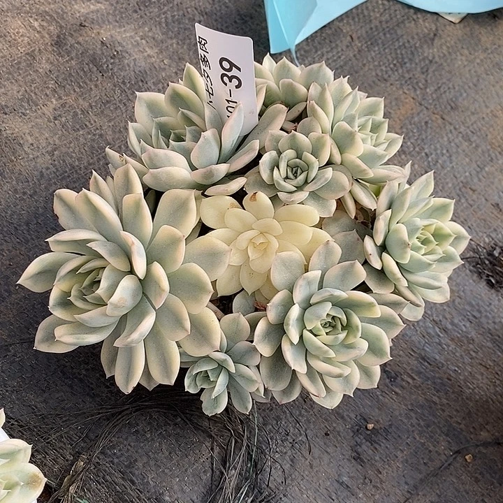 燕***儿小七夕多肉月亮仙子锦39