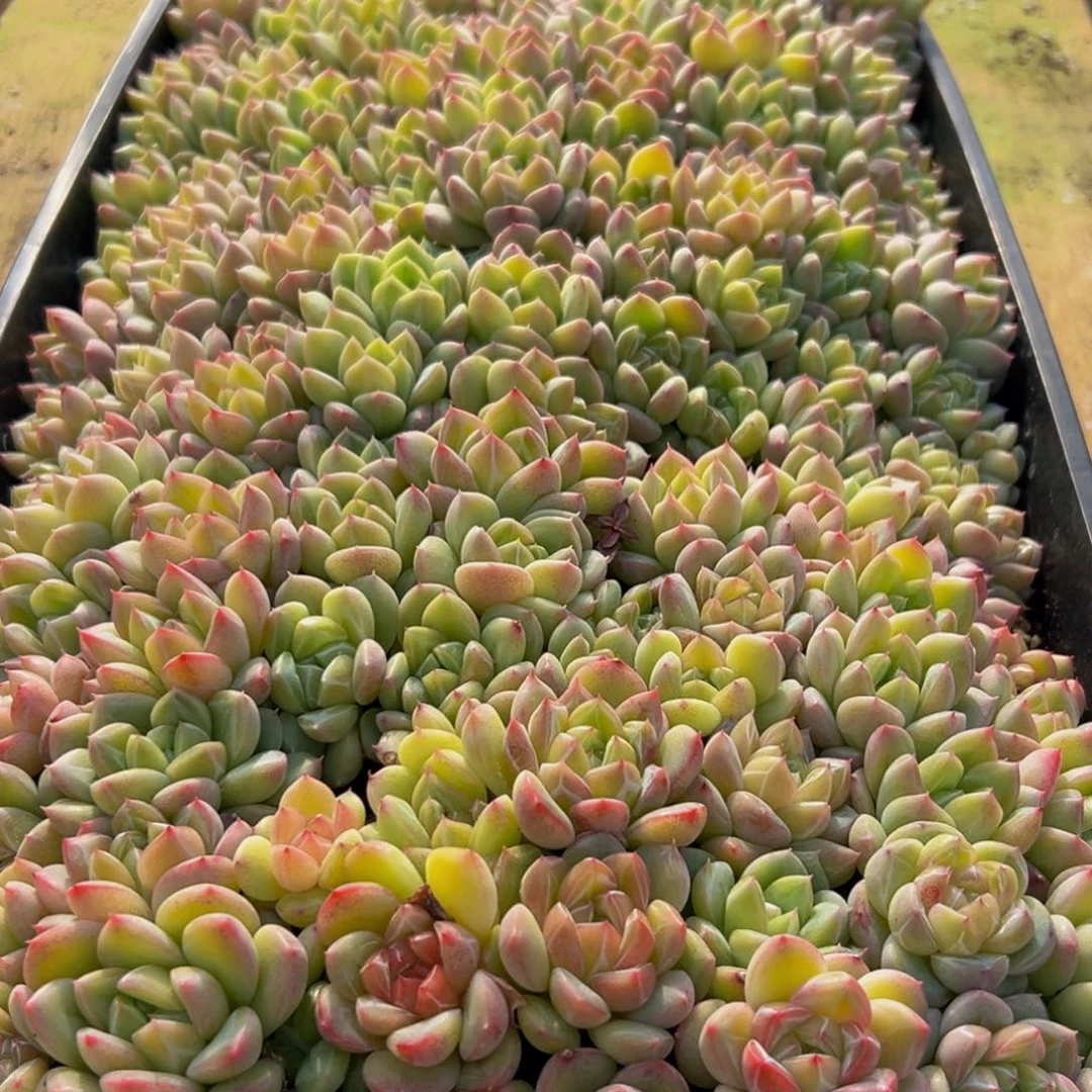 星***麻146多肉葡萄的味道是真的