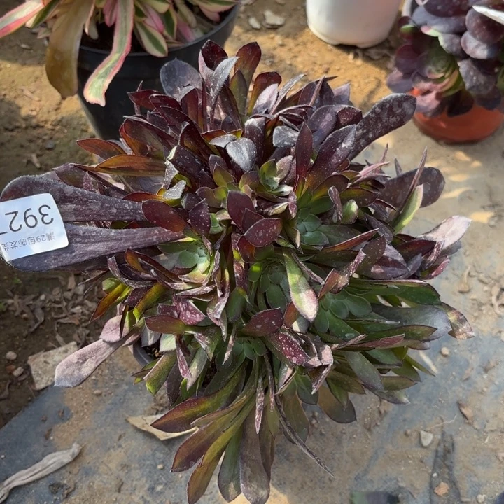 黑铜壶多肉法师3927