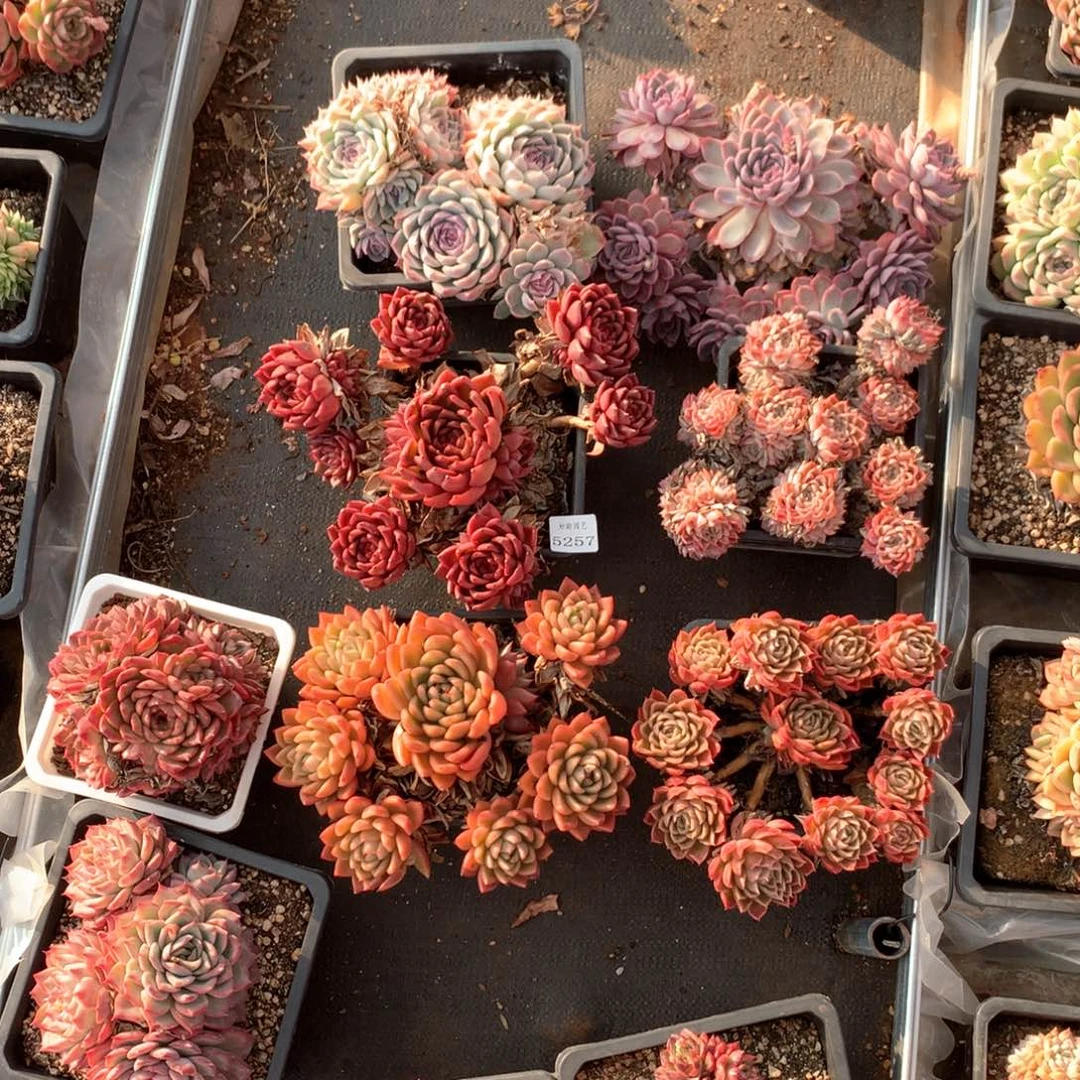 钟*5257瑕疵不售后特价处理6颗