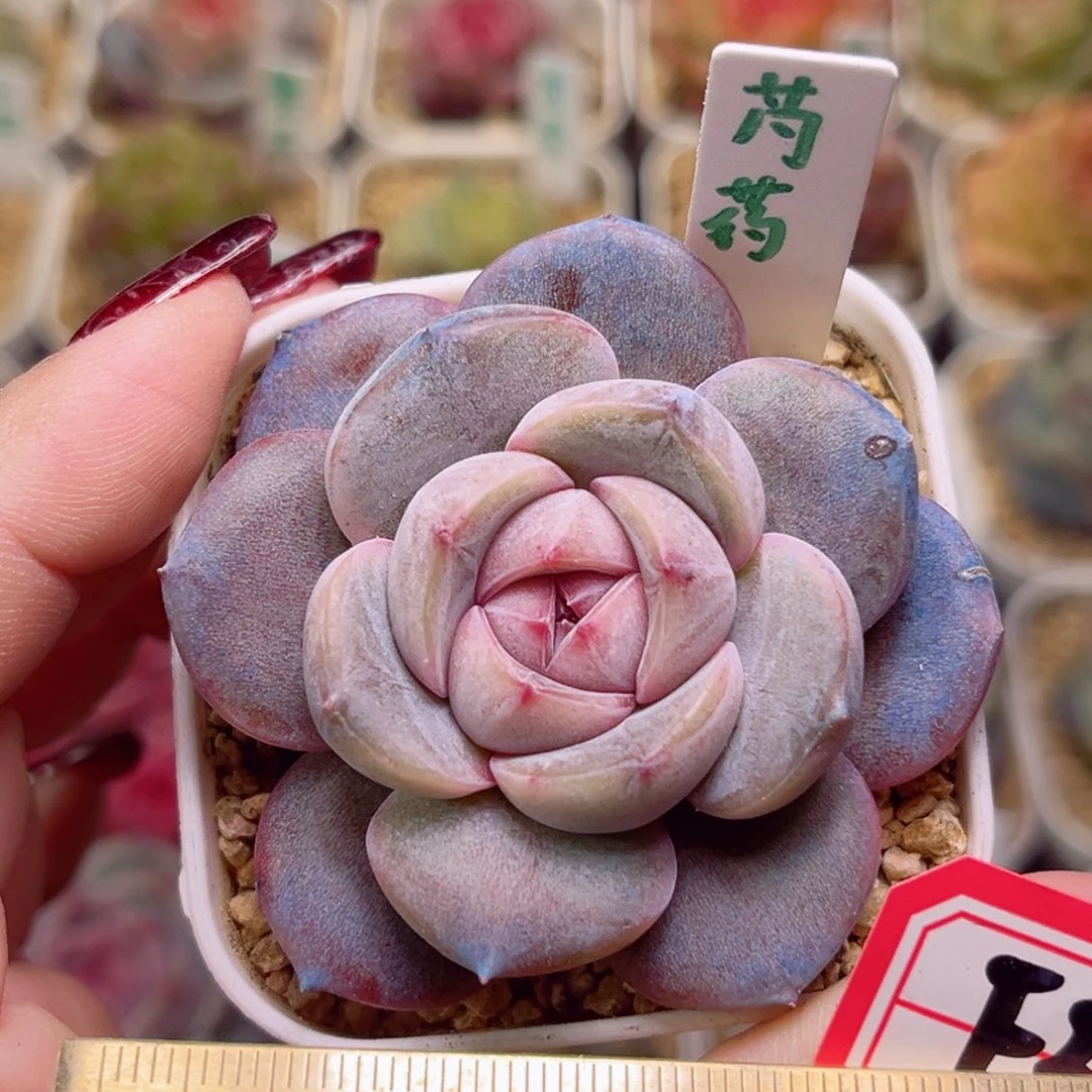 F319一物一拍 芍药