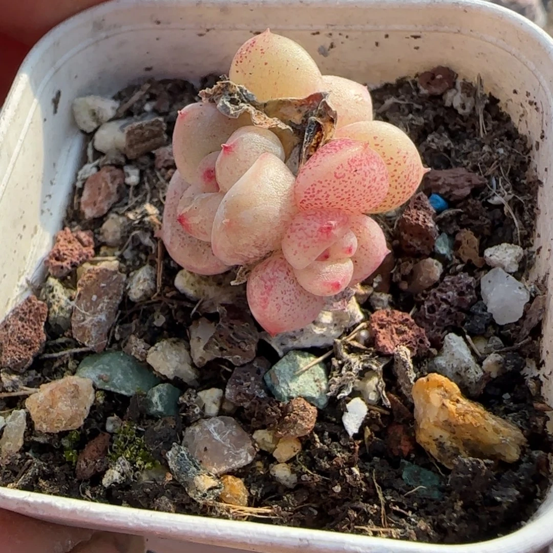 多肉小卡拉米糖心一物一拍