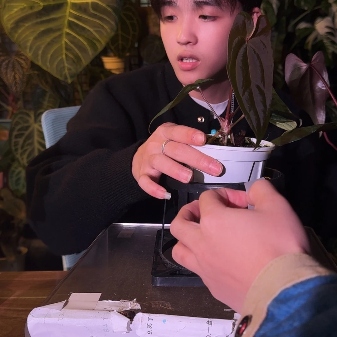 不开花植物C196咖啡papi杂黑凤凰