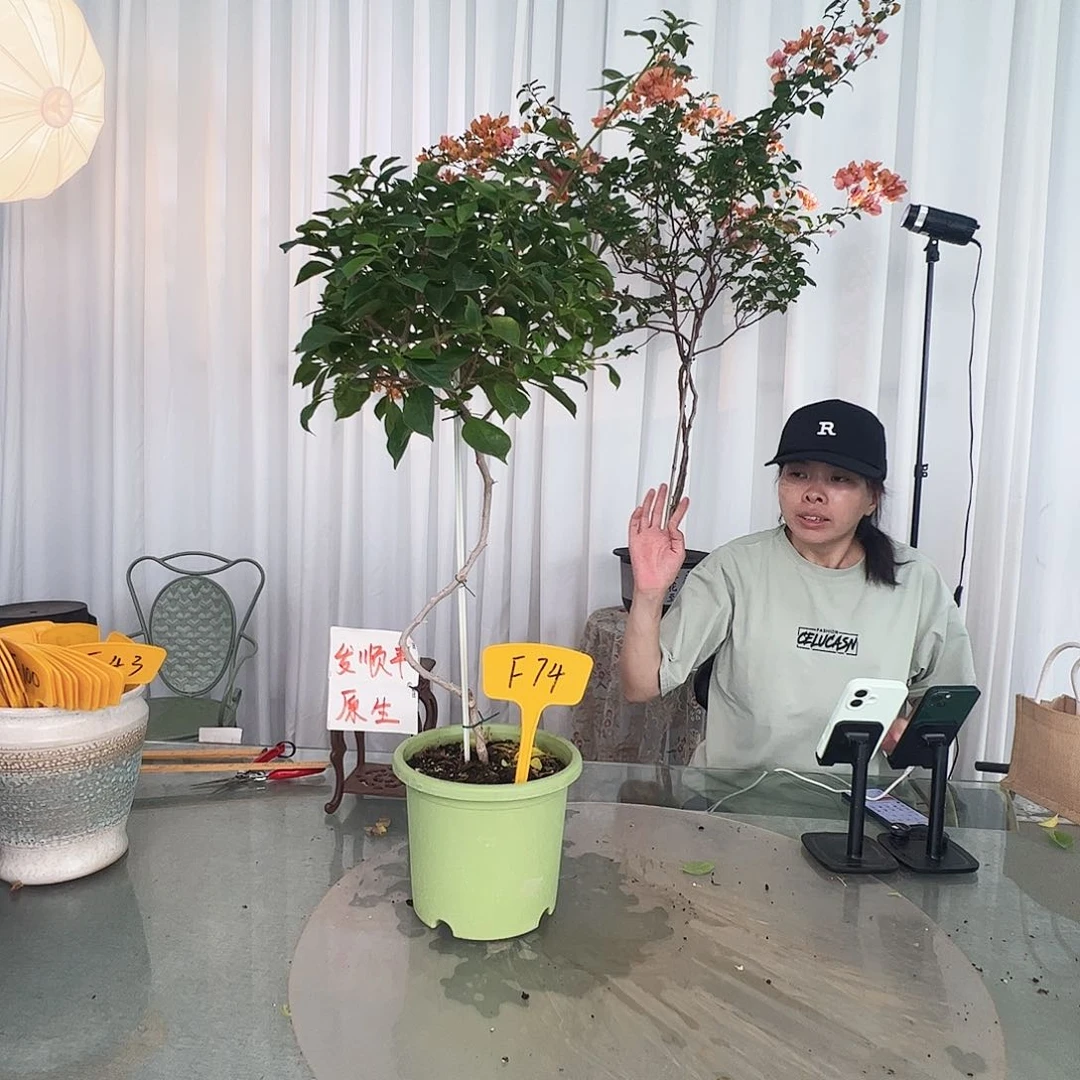 当前无花栽培后可以开花平**安F74佩德罗