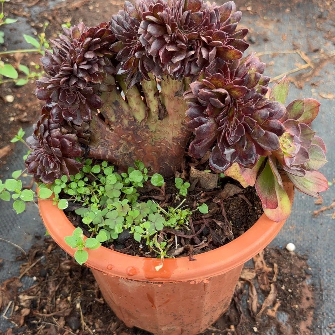 823号小黑缀化多肉植物大战