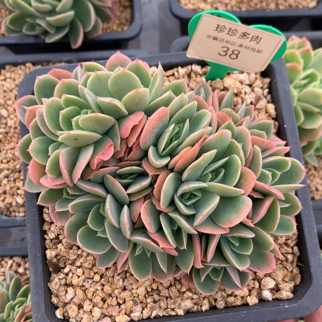 星娜塔朵朵开播福利