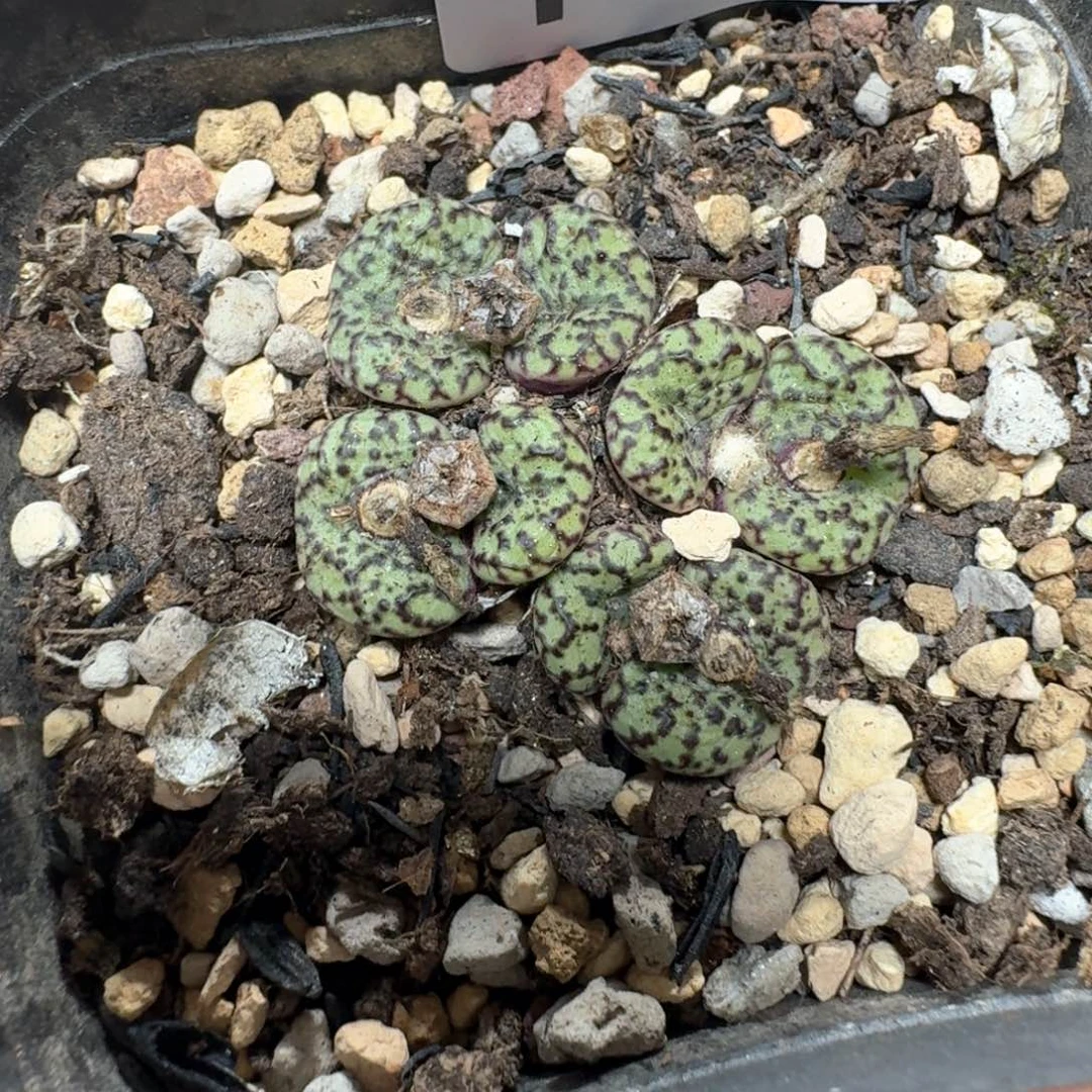 F17。安贞群一颗。带盆