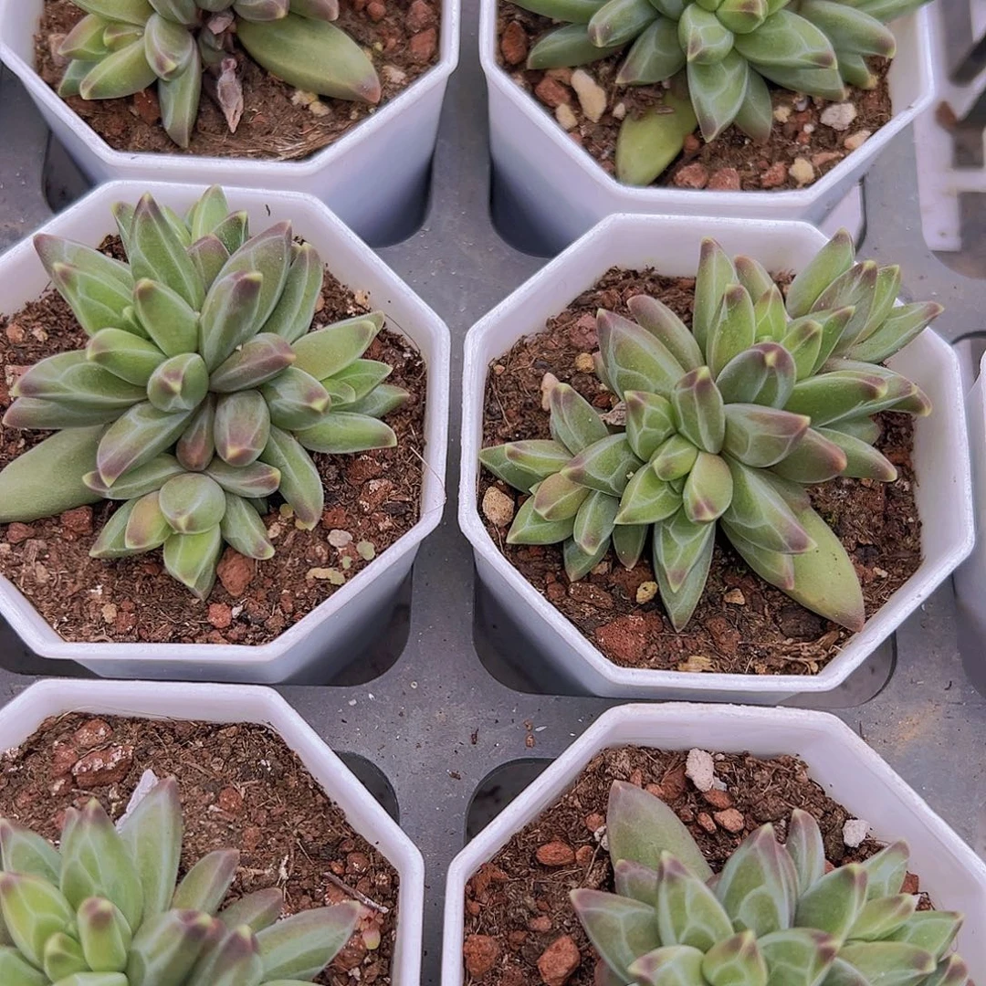 梵高群19包邮多肉植物