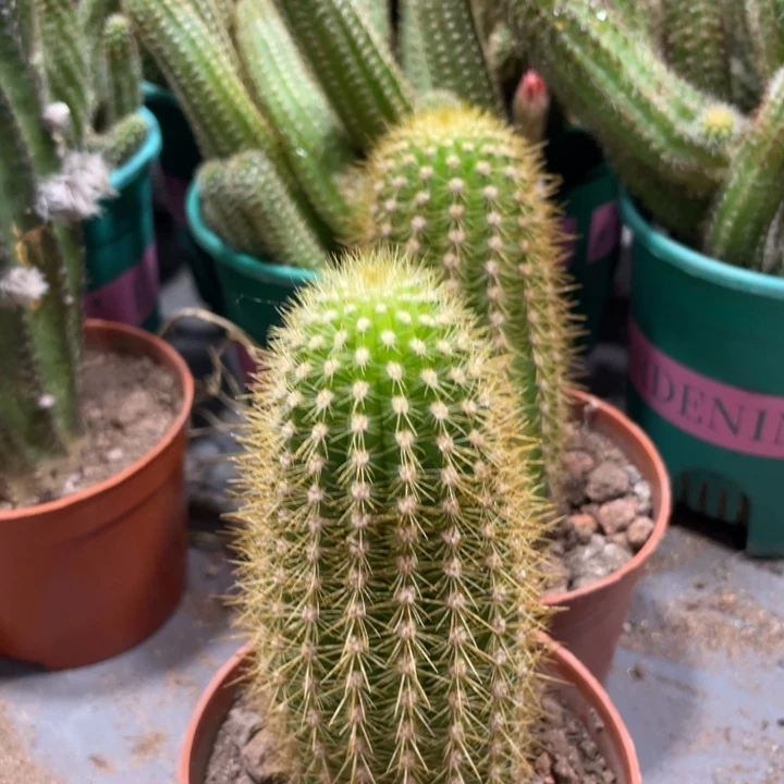 自根金妞奥拓一杯