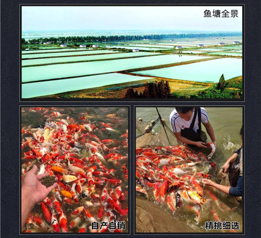 广东湛江自家直发锦鲤活体中型高档20～27公分观赏鱼发3条包邮