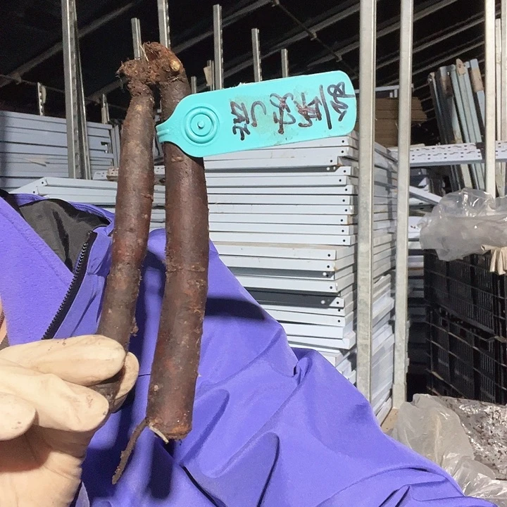 当前无花栽培后可以开花凯利安1芽