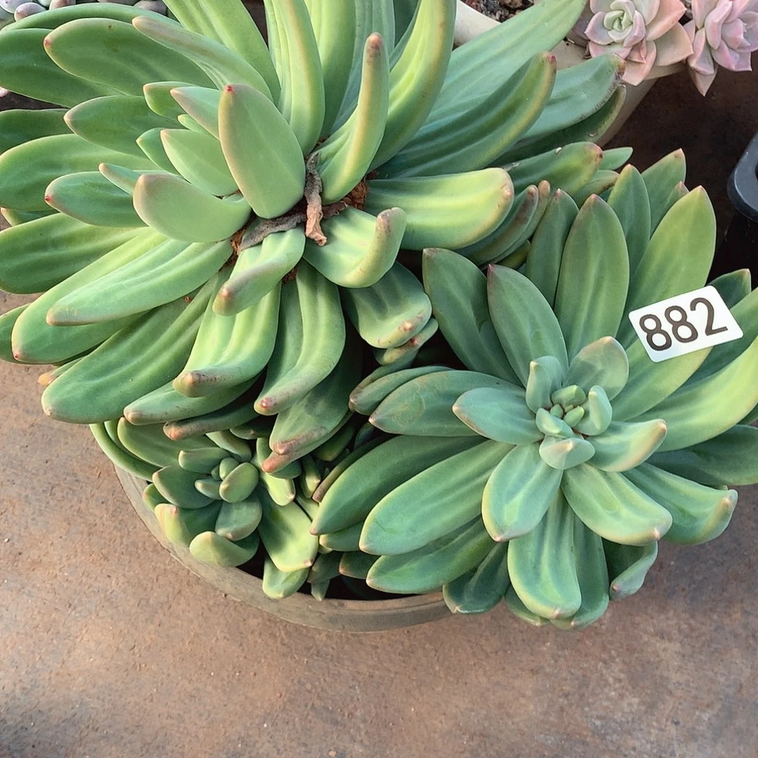 882海洋之歌 一物一拍多肉