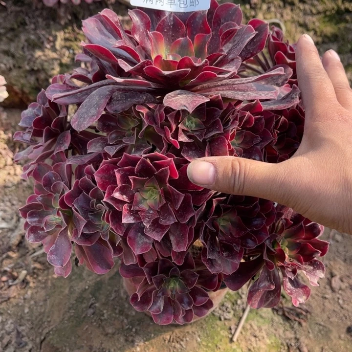 2626美杜莎的人多肉的