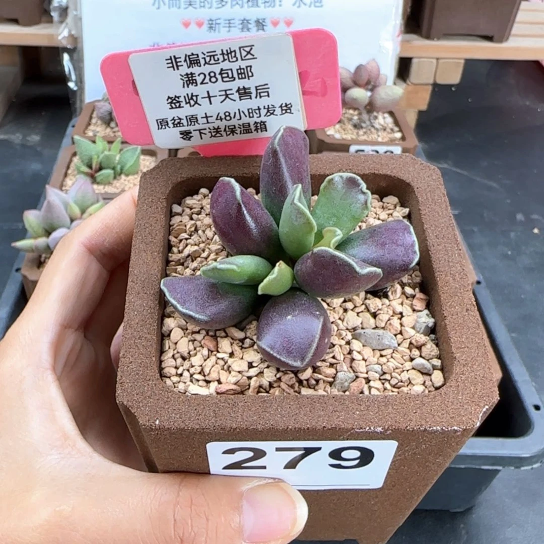279紫肌库博多肉