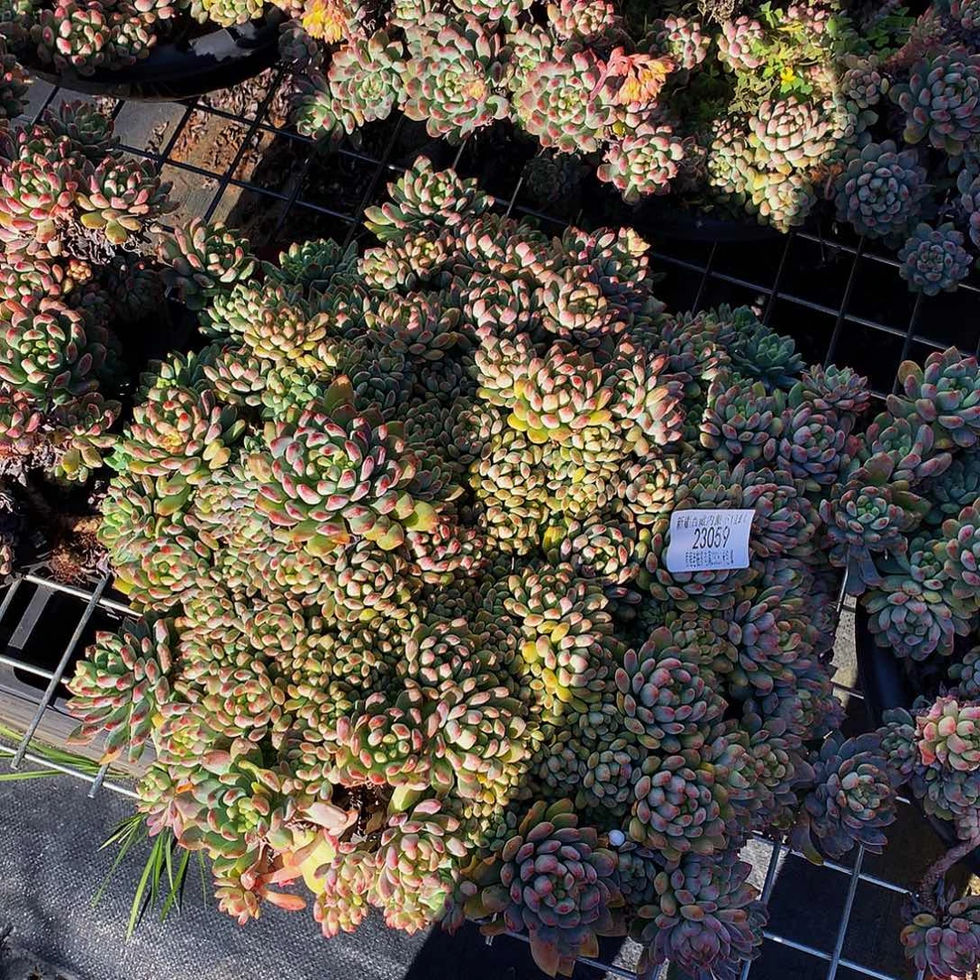 秦***.蓝苹果23029多肉多肉