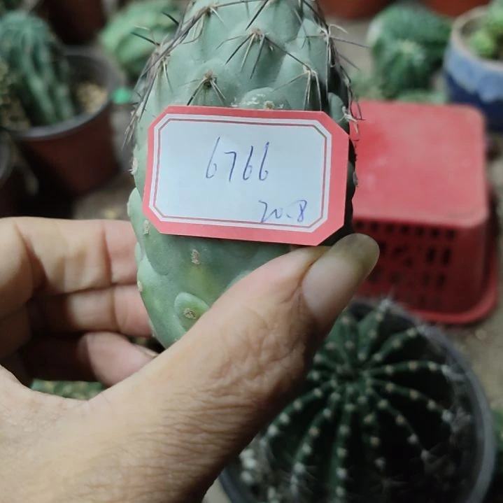 露***多仙人球习志野侧芽6766