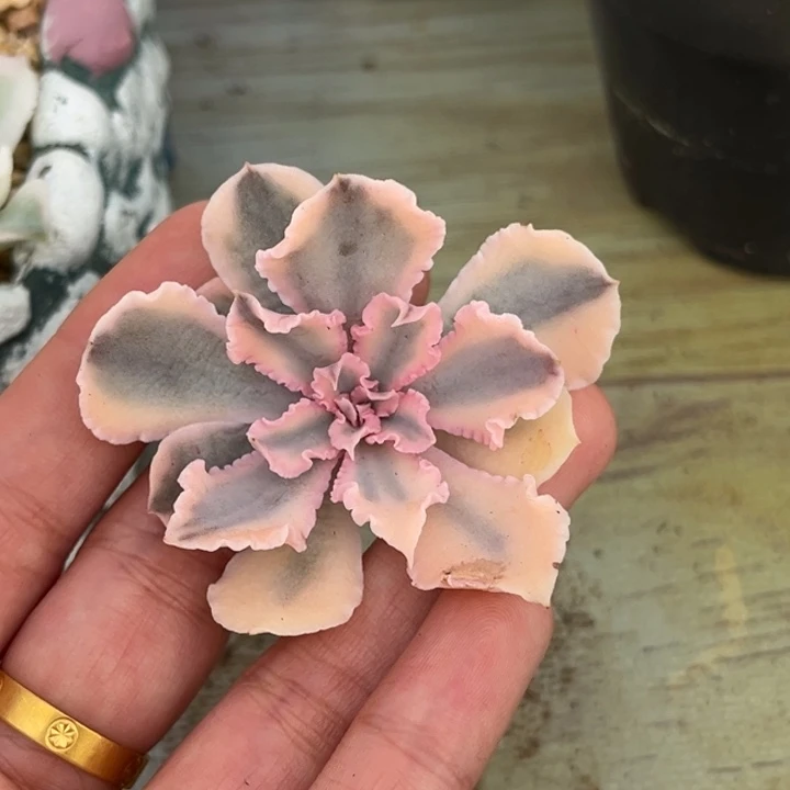 晚霞之舞锦一颗价格