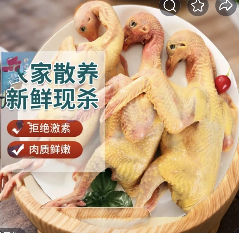 元宝圆环大体鸽子鲜活健康炖汤4只