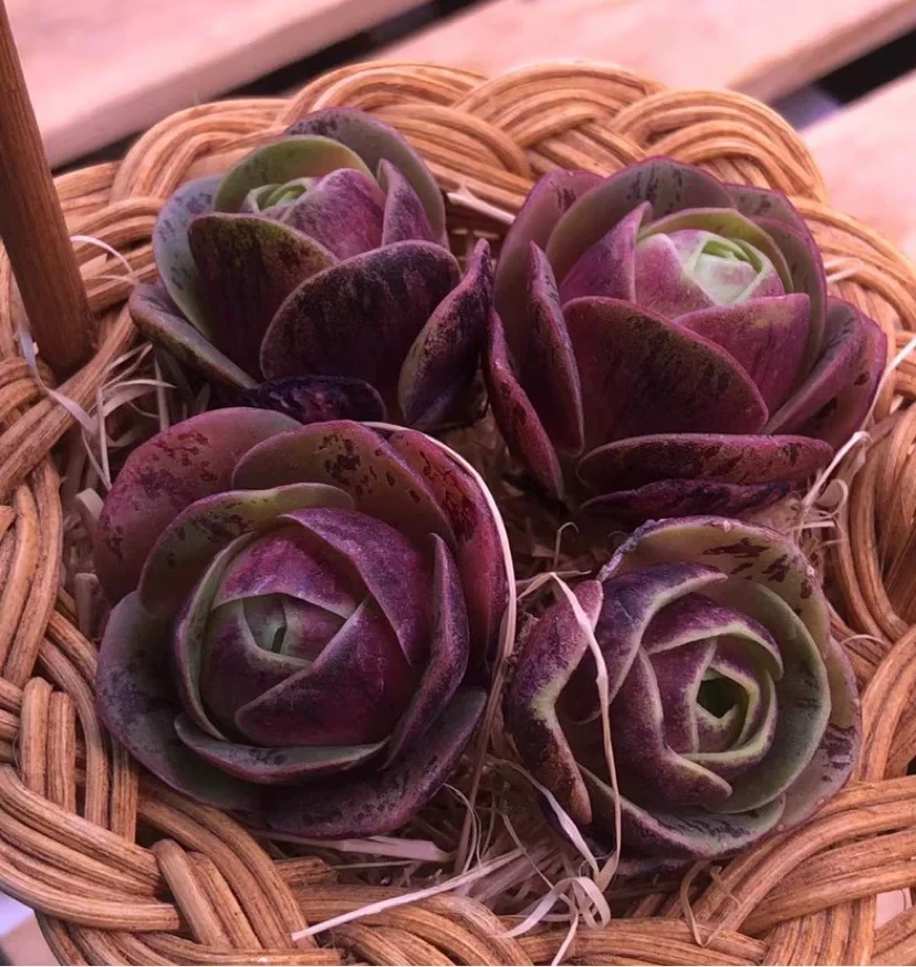 【凑单满15元包邮】盖瑞米尔玫瑰多肉10颗2厘米左右