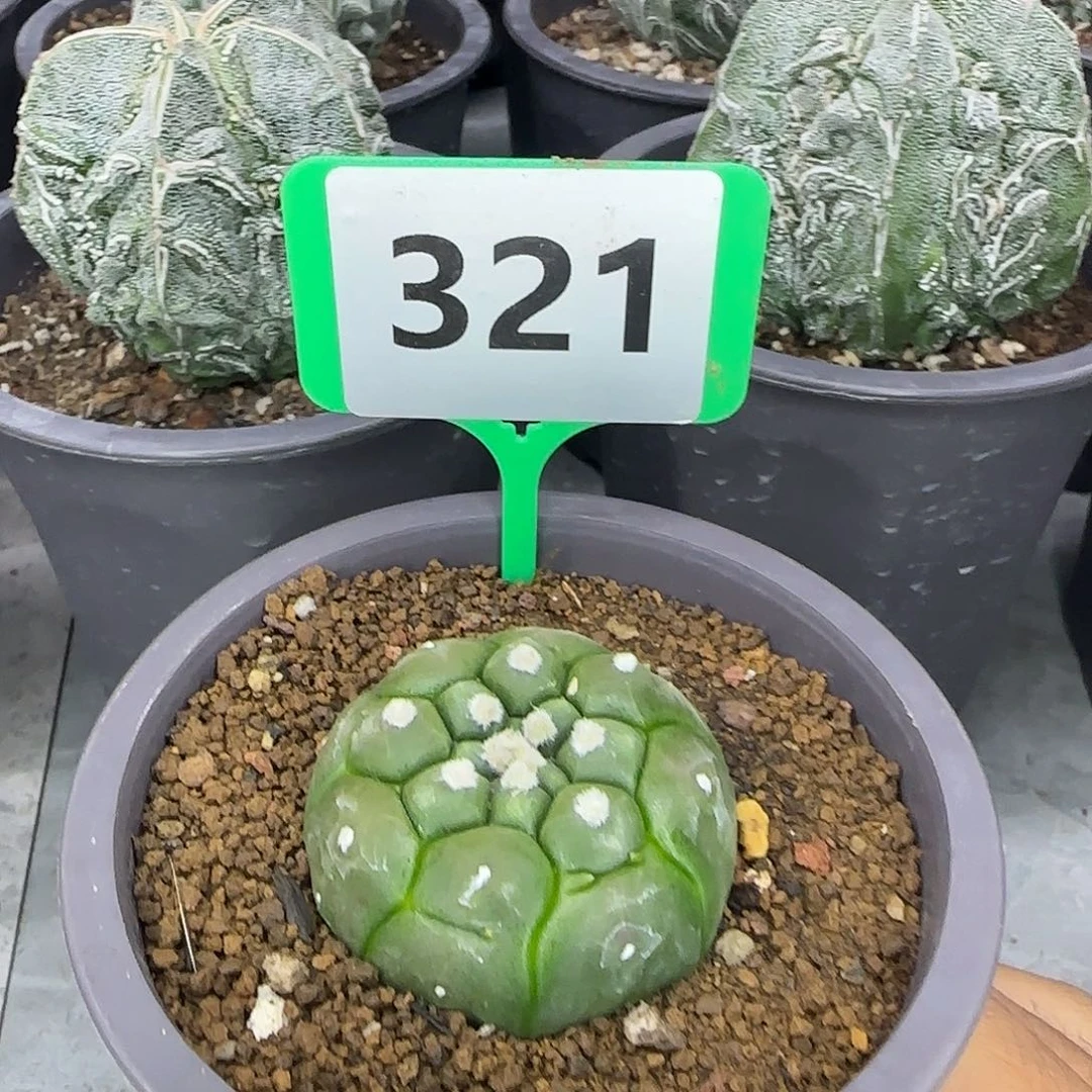 仙人球一物一拍321