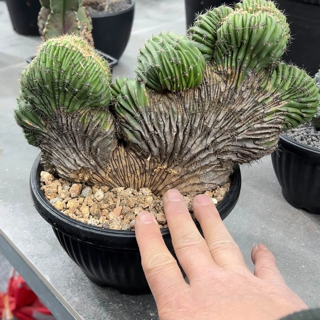 K***i世界图缀化8887788888