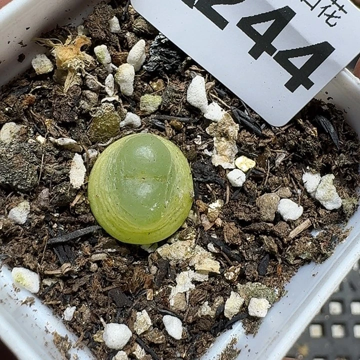 244 多肉植物多肉植物