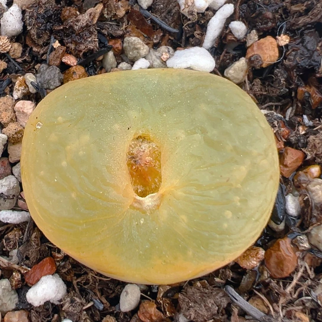 82多肉植物百科知识