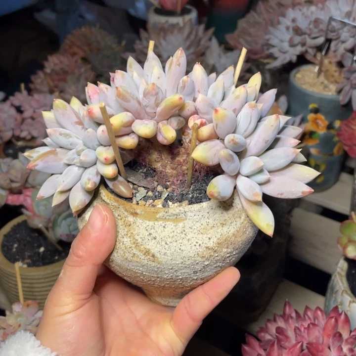 【闪购商品】彩胖哥特