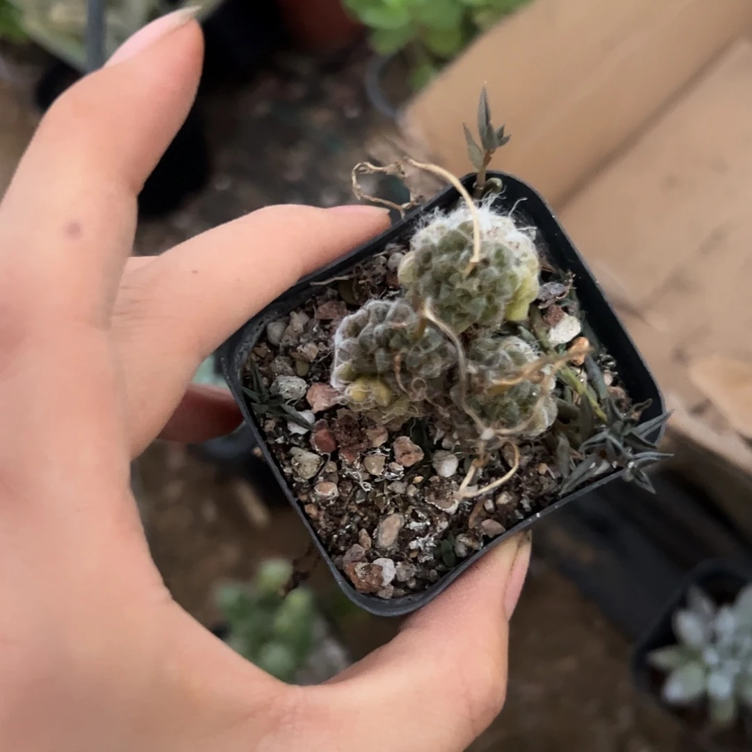 杜呃呃呃呃呃呃呃呃呃呃