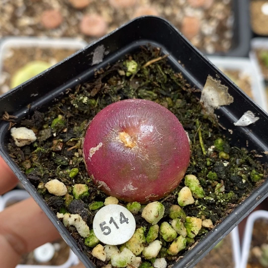 灯泡2.8（小疤）多肉植物