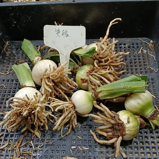 无花朵笑脸3-4发8个