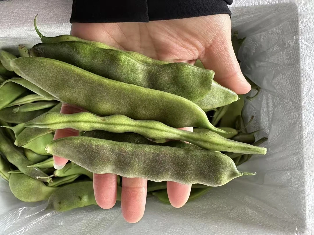 【顺丰包邮】五常大油豆豆角开锅烂新鲜采摘
