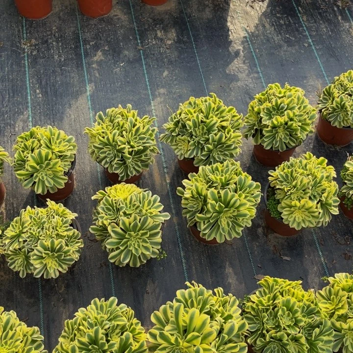 绿豆沙多肉植物捧花的