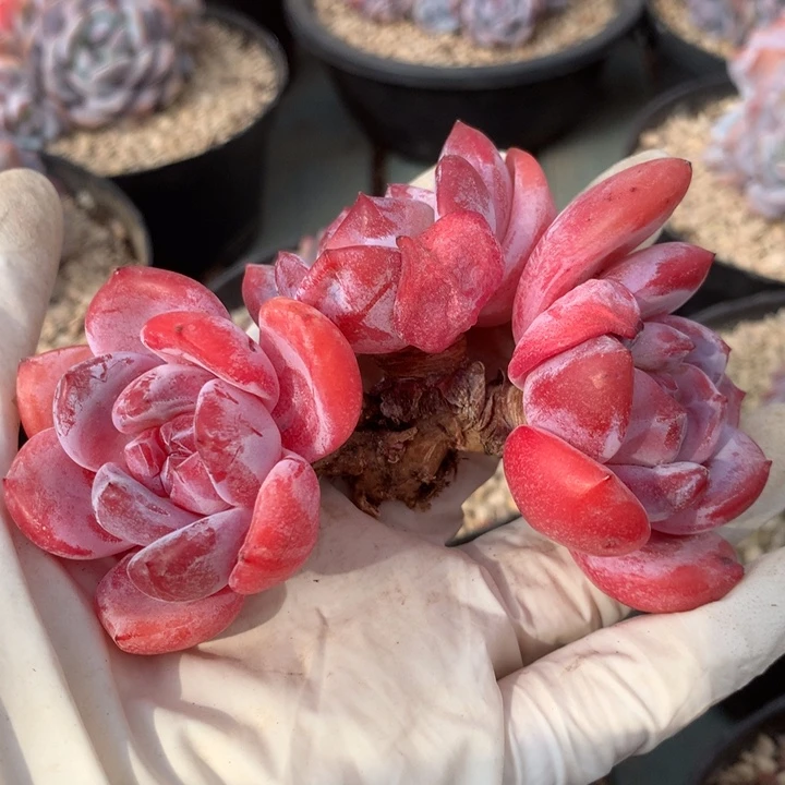 无花朵哈哈哈哈哈哈哈哈18