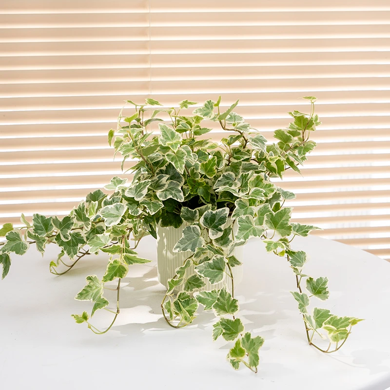 【海棠优选】雪莹常春藤爱心叶出锦北欧ins风室内阳台垂吊小盆栽