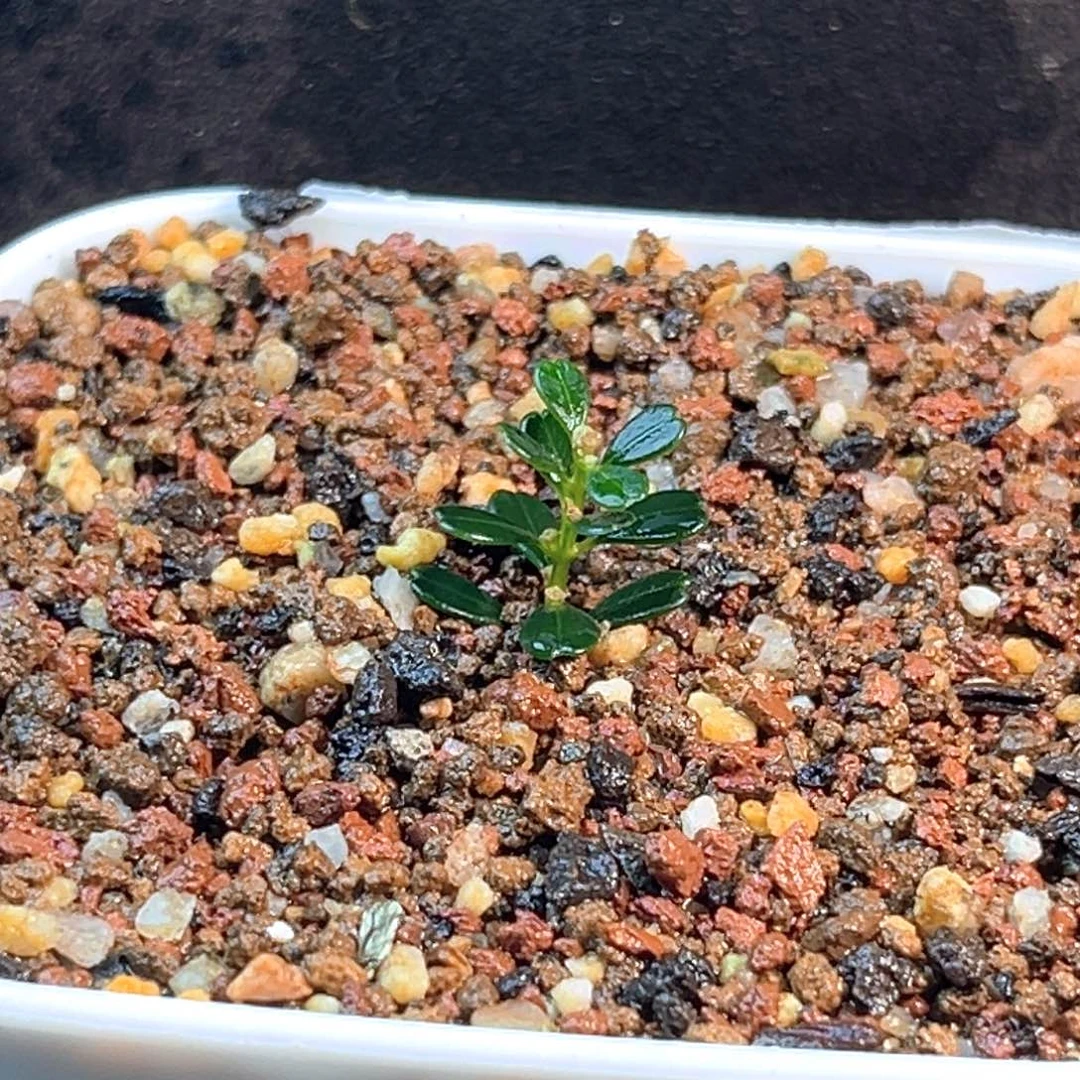 罗***铮无花朵凤米黄杨一物一拍