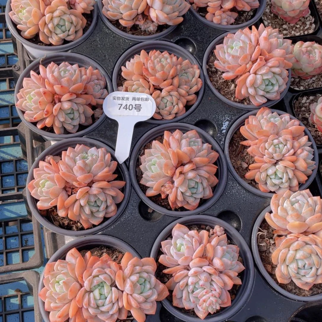 740号梦之雪大群生一个