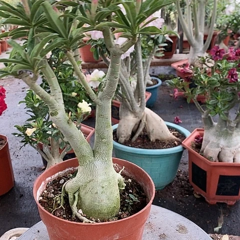【闪购商品】无花朵小*朵绿植
