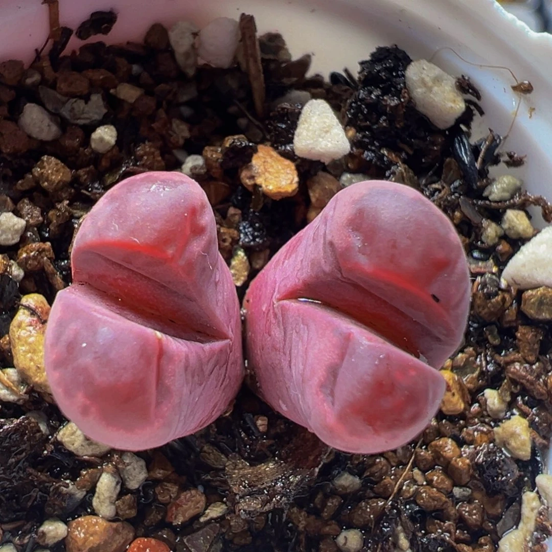 红大内多肉植物带盆