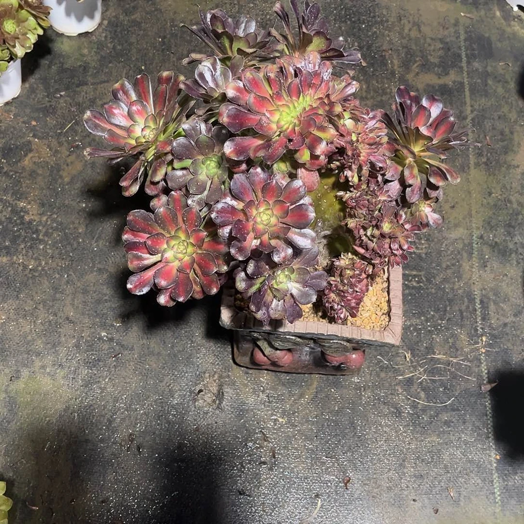 法师多肉植物漂亮漂亮