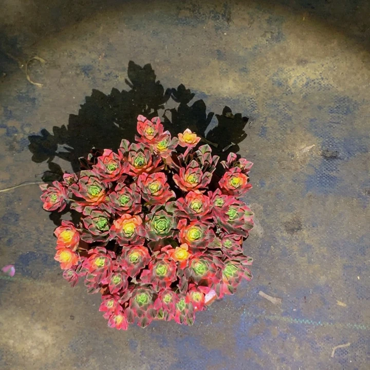 无花朵甜茶000000000000