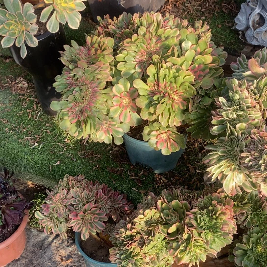 香妃缀化10389号多肉