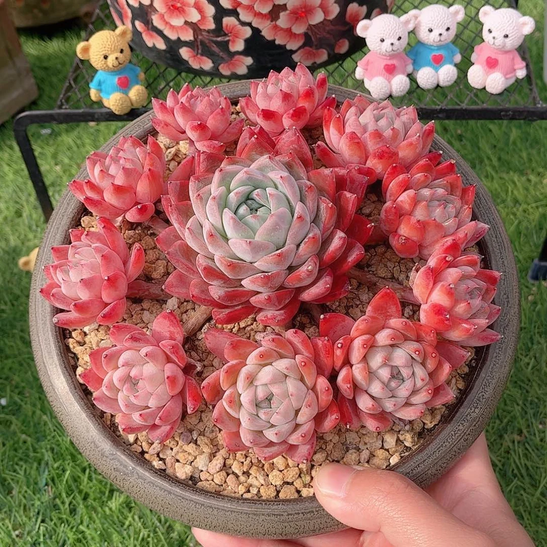 一****坑韩版佳人捧花多肉