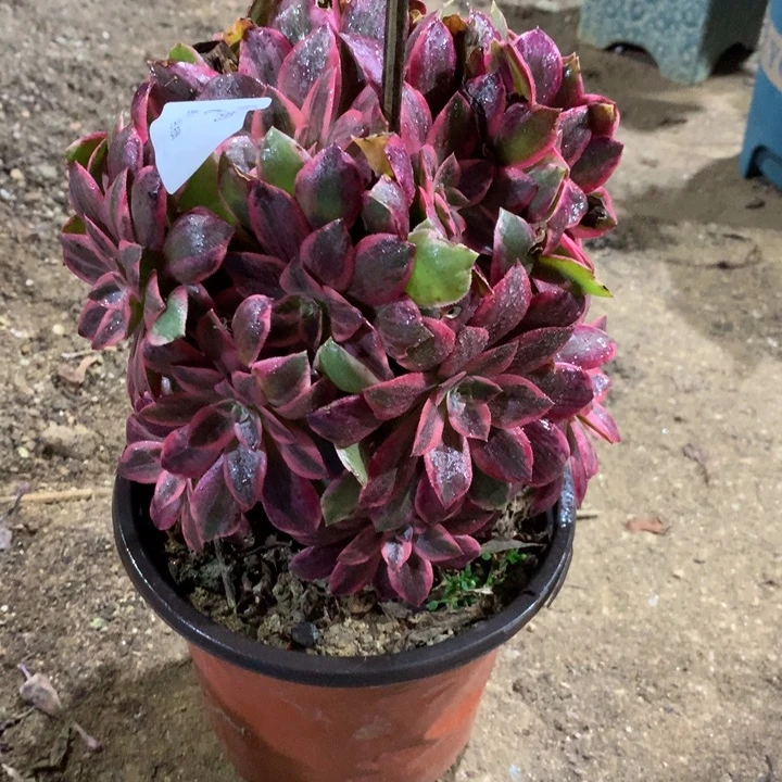 674浣纱多肉植物特价